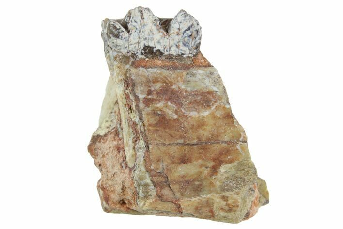 Fossil Horse (Mesohippus) Jaw Section - South Dakota #365258